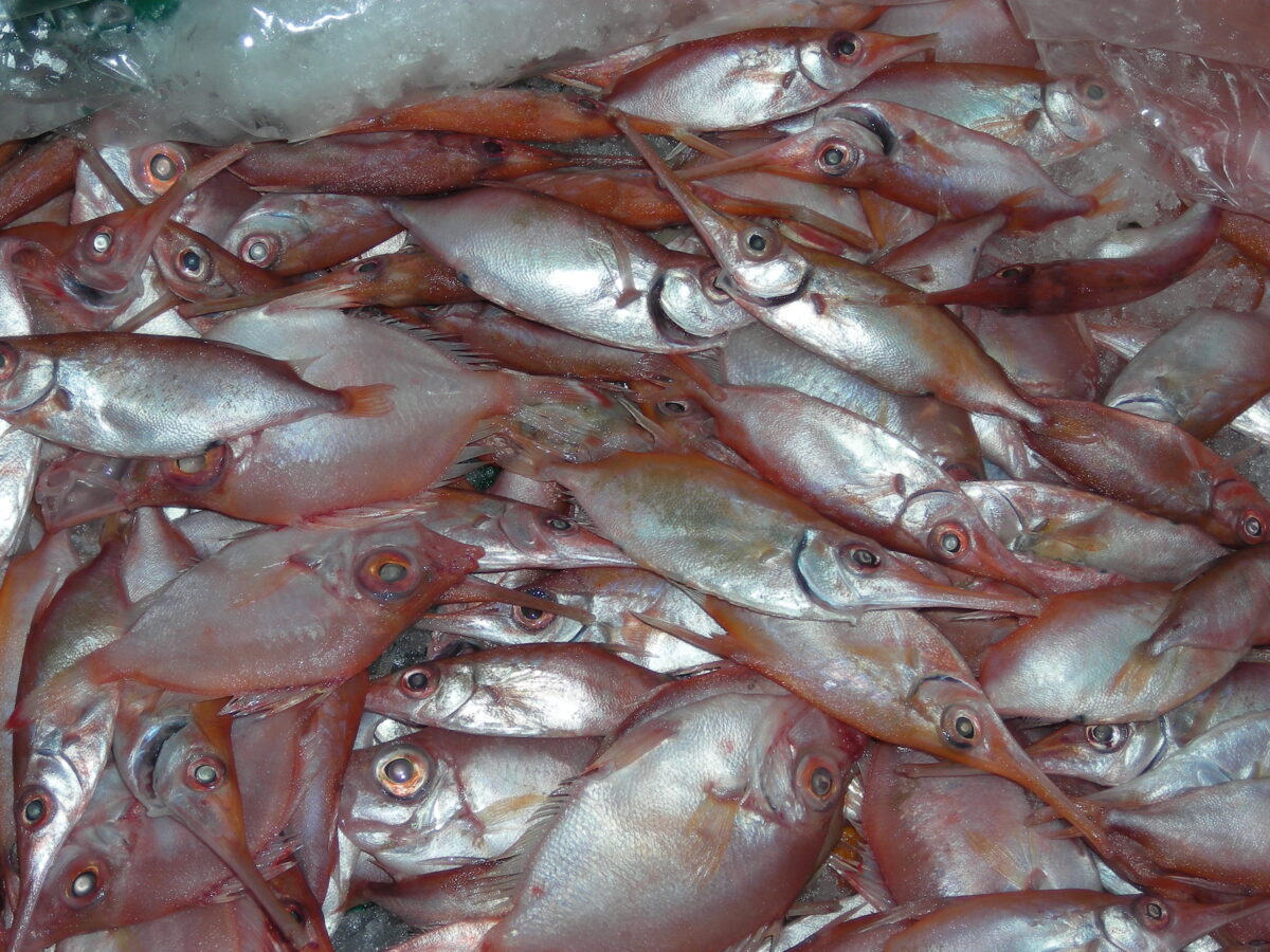 ABASAP - Acondicionamiento a bordo y aprovechamiento de los subproductos de la actividad pesquera